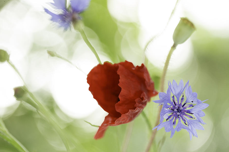 Flower Photograph - Wildflower Background by Dirk Ercken