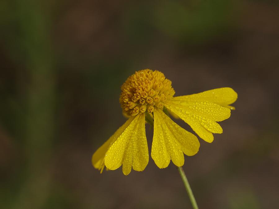 Flower Photograph - Wildflower by Billy  Griffis Jr