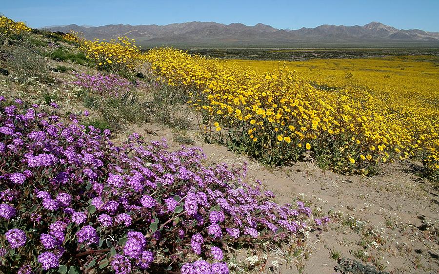 Wildflower bloom at Amboy Crater Photograph by Jetson Nguyen