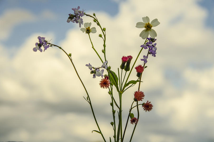 Wildflower Bouquet Photograph by Dick Hudson