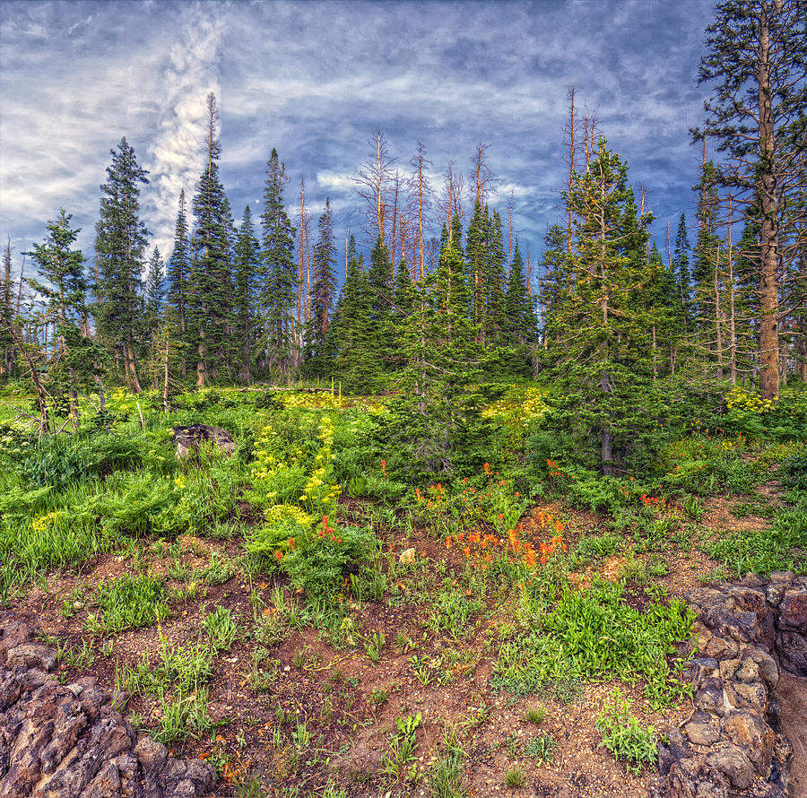 Cedar Breaks Photograph - Wildflower Cascade by Stephen Campbell