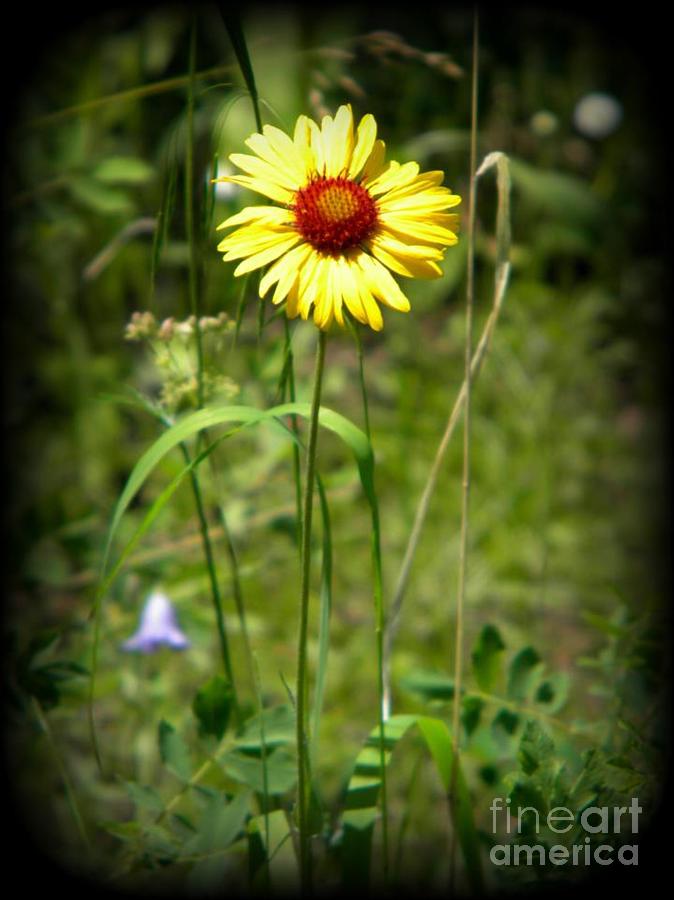 Wildflower Daisy Photograph by Michelle Frizzell-Thompson