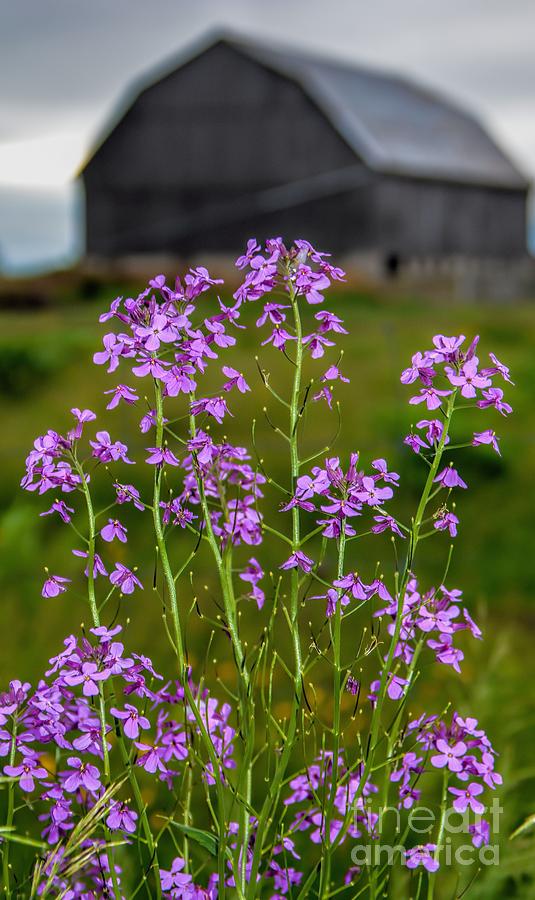 Wildflower - Dames Rocket - Barn Photograph by Henry Kowalski