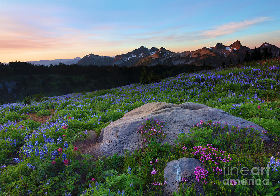 Mountain Photograph - Wildflower Dawning by Michael Dawson
