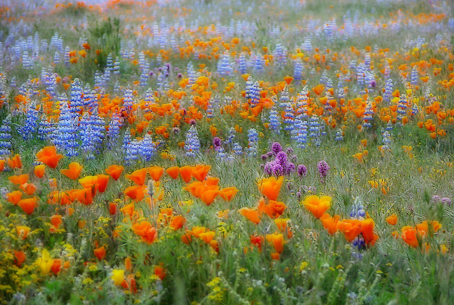 Wildflower Dreamin Photograph by Lynn Bauer | Fine Art America