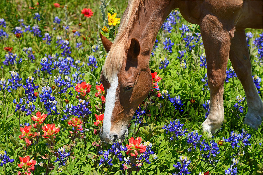 Horse Photograph - Wildflower Feast by Lynn Bauer