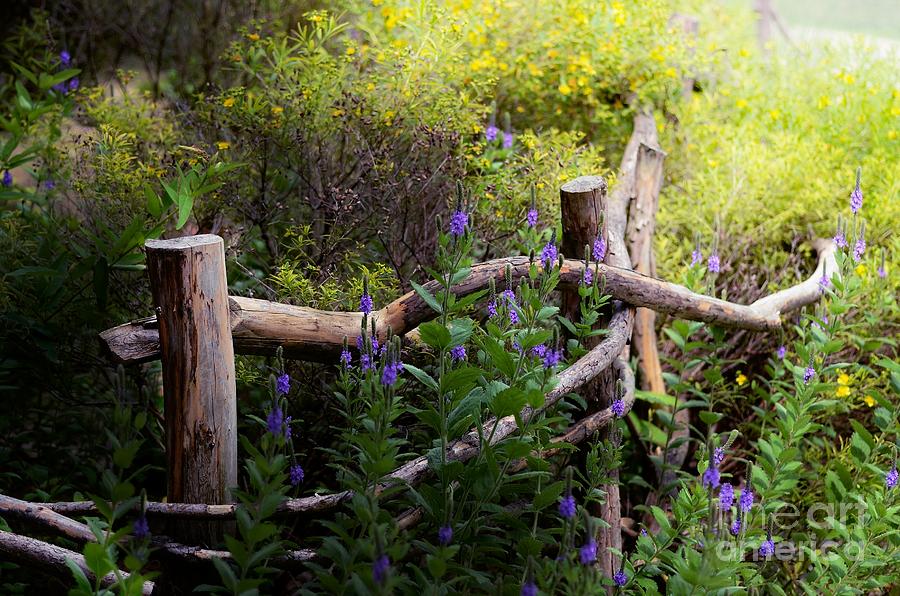 Wildflower Fence  Photograph by Elaine Manley