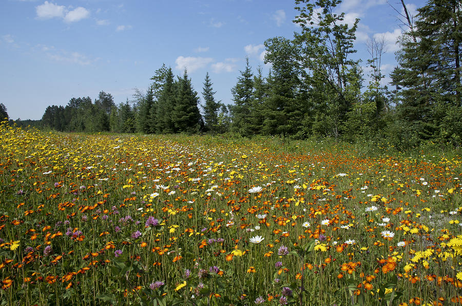 Wildflower Field Photograph by Brian Kamprath - Fine Art America