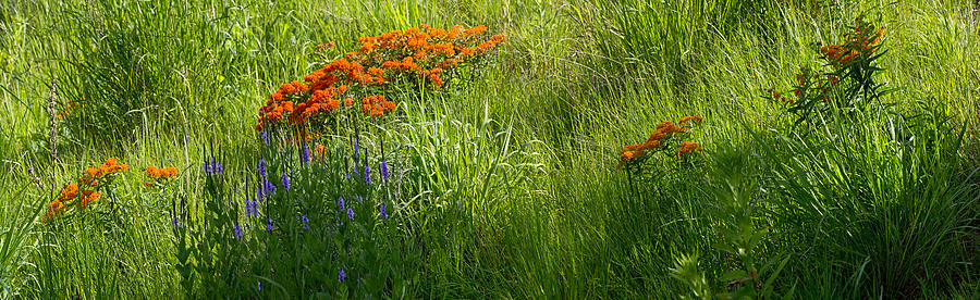 Wildflower Field Photograph by Theo OConnor