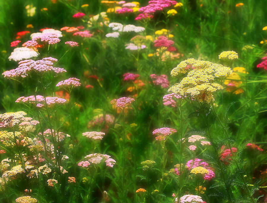 Wildflower Field Photograph by Virginia Folkman