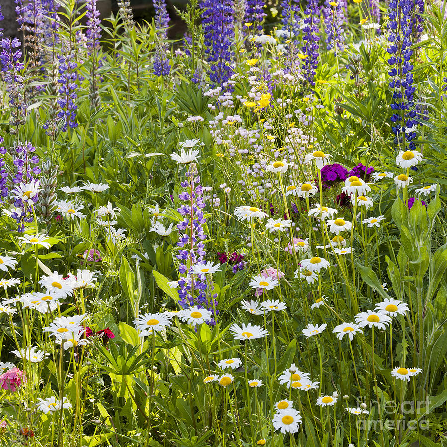 Wildflower Garden Photograph by Alan L Graham