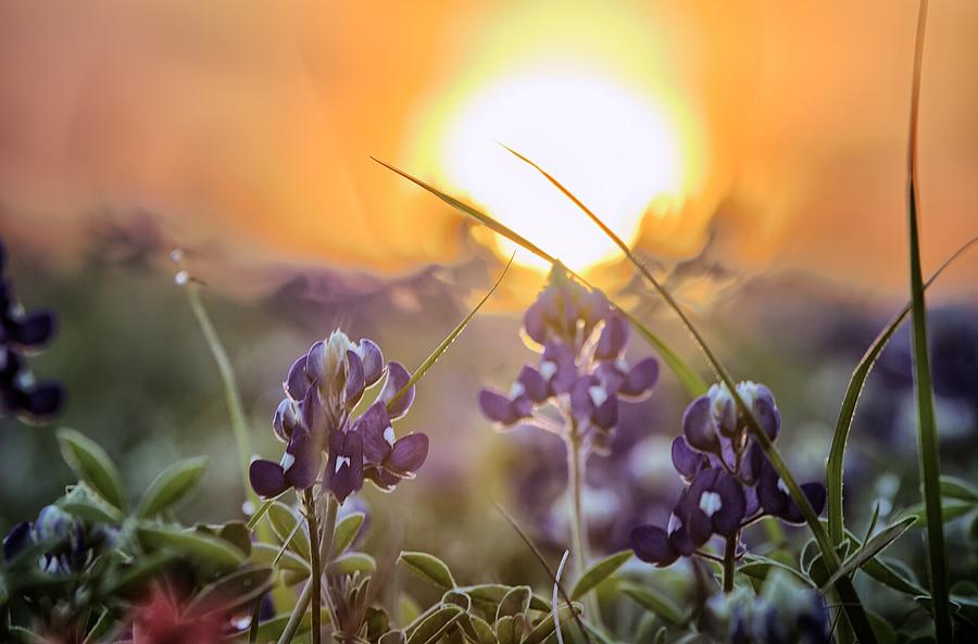 Wildflower Glow Photograph by Chris Multop
