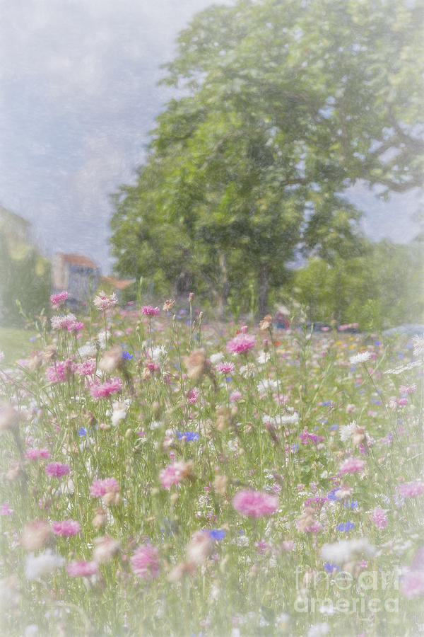 Wildflower Impressionism Photograph by Elaine Teague
