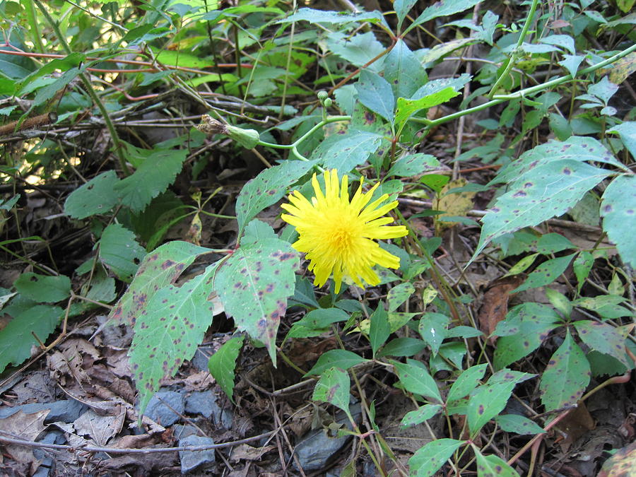 Wildflower in Ithaca NY Photograph by Lucinda VanVleck