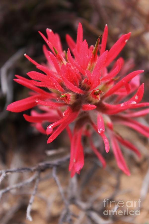 Wildflower In The Canyon Photograph