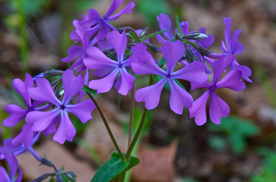 Wildflower in the Woods 2 Photograph by Tammy Richardson