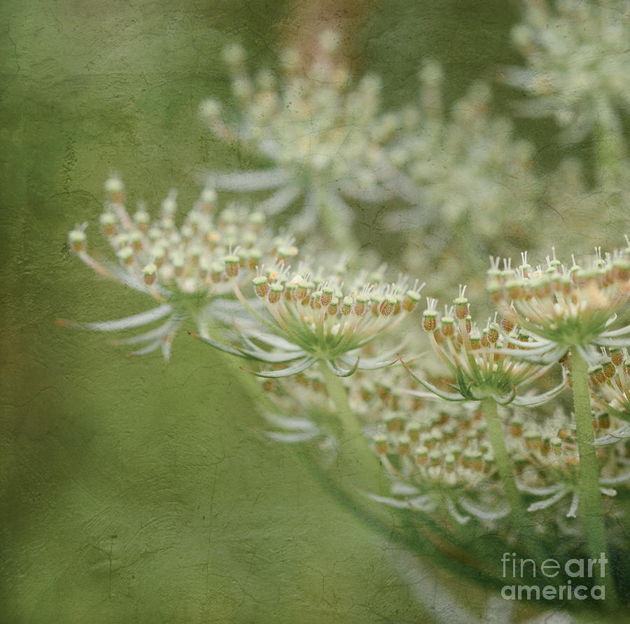 Wildflower Lace Photograph by Kerri Farley