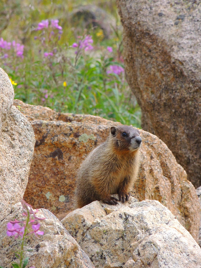 Wildflower Marmot Photograph by Steve Anderson