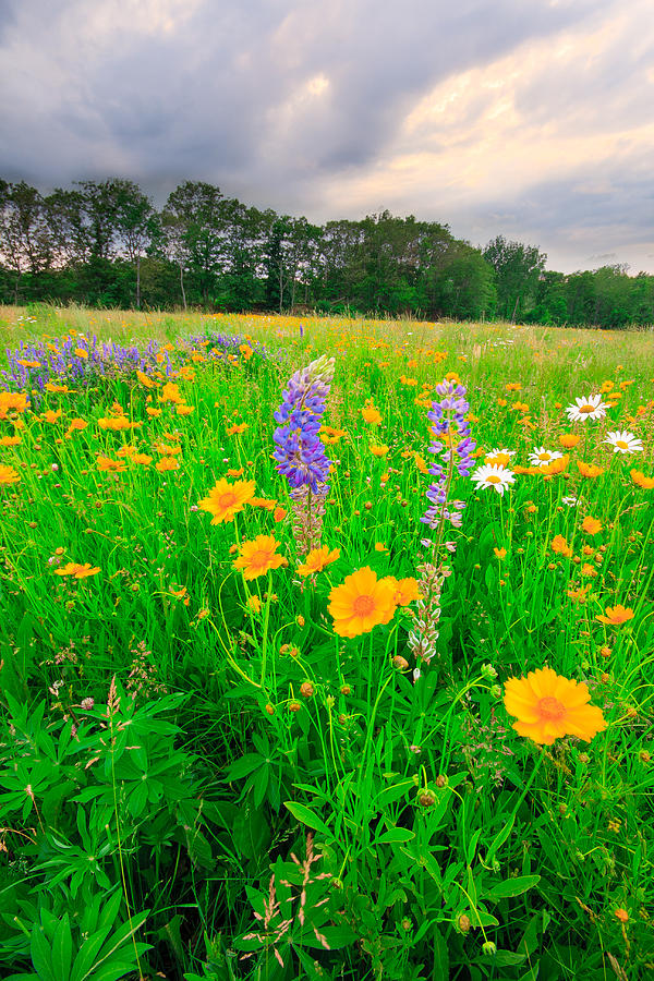 Wildflower Meadow Photograph by Bryan Bzdula