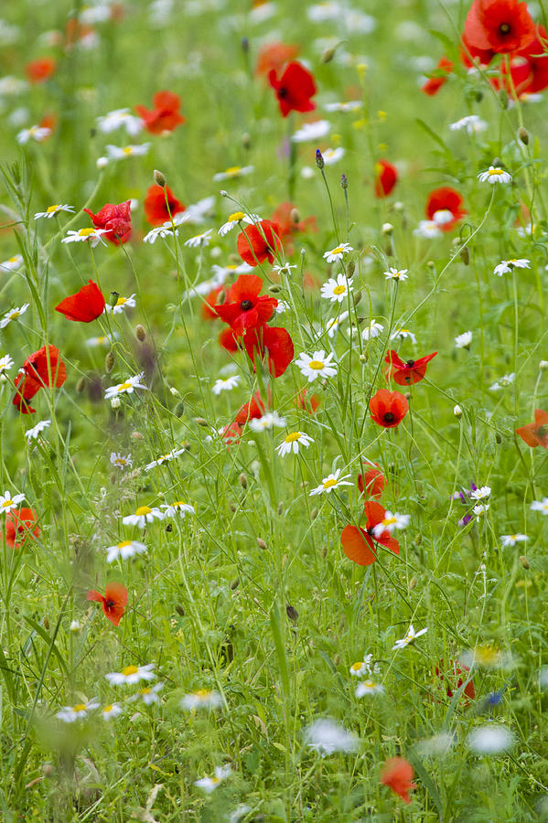 Wildflower meadow Photograph by Chris Smith