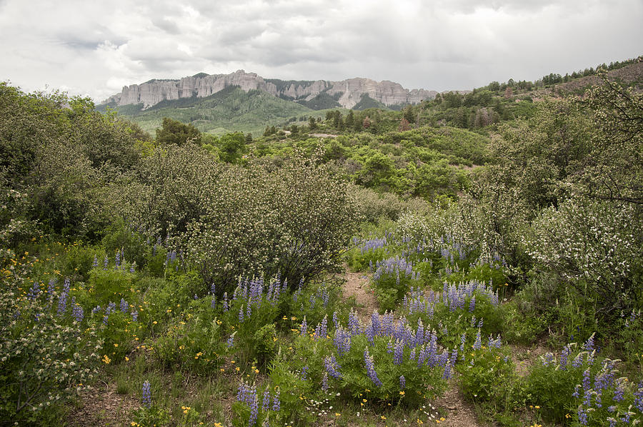 Wildflower Meadow in Uncompahgre Photograph by Melany Sarafis