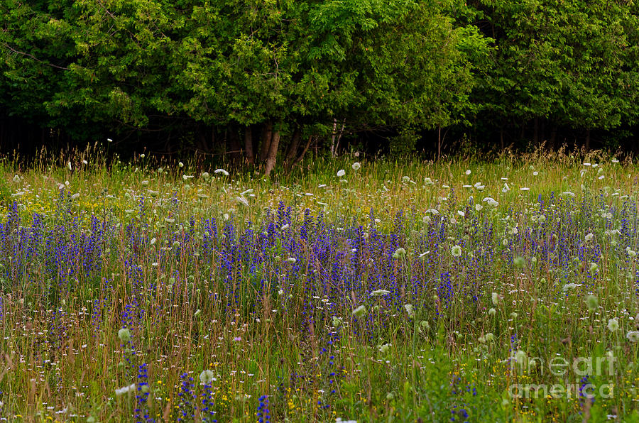 Wildflower meadow Photograph by Les Palenik