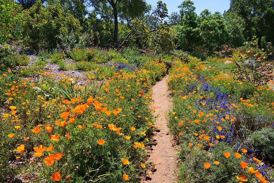 Wildflower Meadow Path Photograph by Lynn Bauer