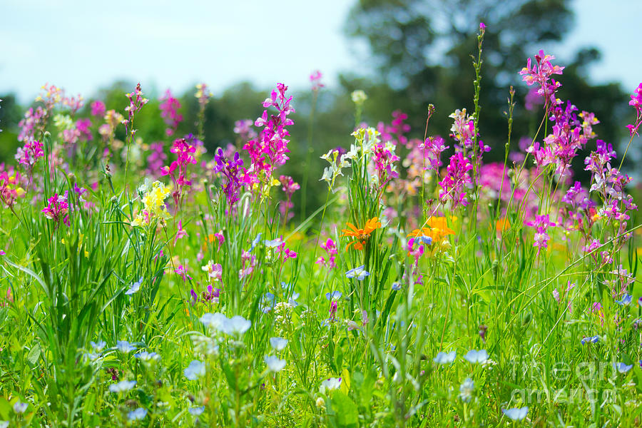 Wildflower Meadow Vibrant Photograph by Angela DeFrias