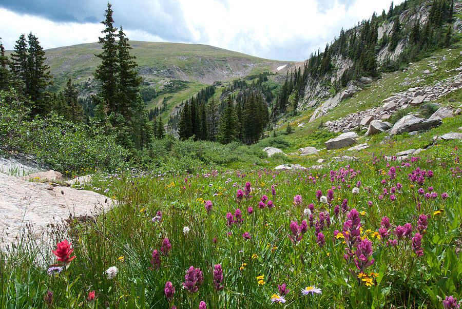 Wildflower Meadow with Mountain and Trees Photograph by Cascade Colors