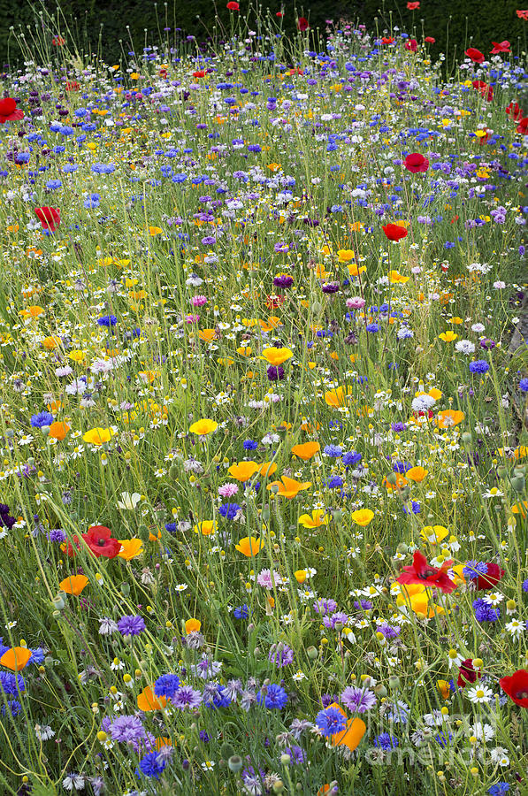 Wildflower Mix Photograph by Tim Gainey