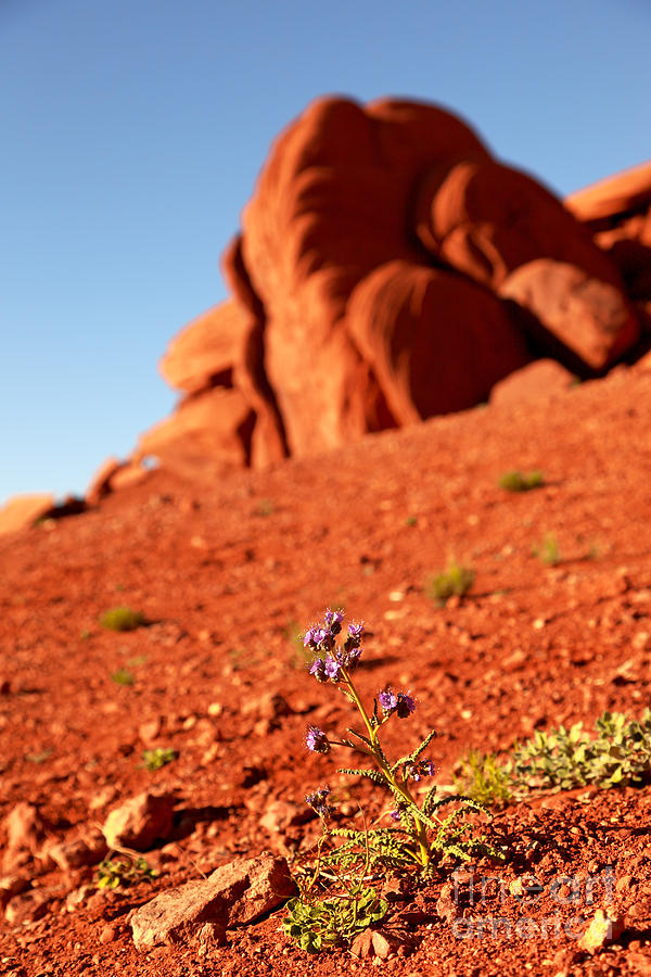 Nature Photograph - Wildflower Monument Valley by Jane Rix