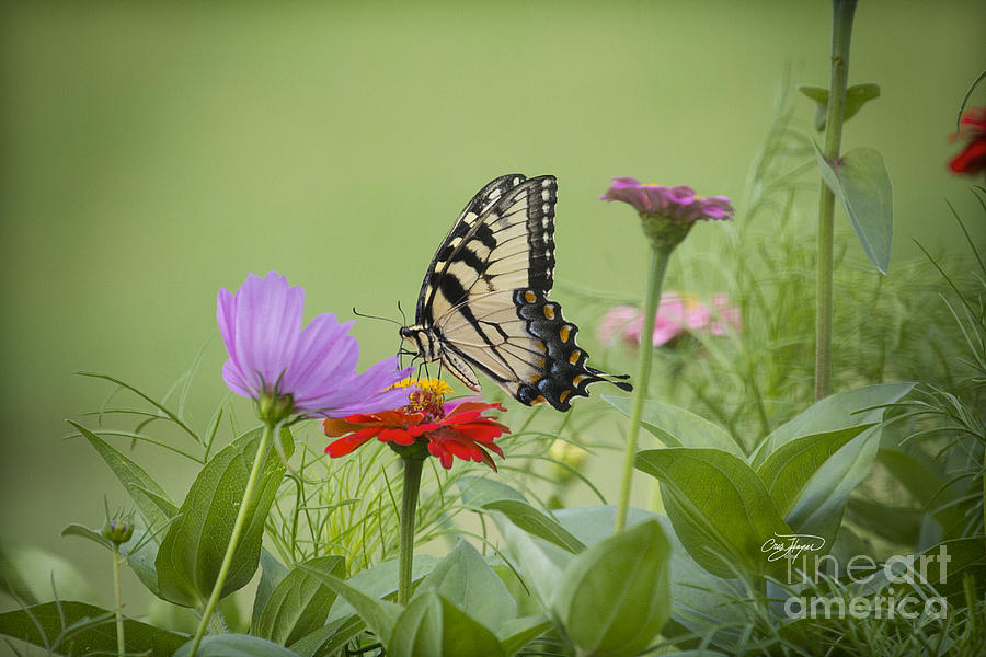 Butterfly Photograph - Wildflower Nectar by Cris Hayes