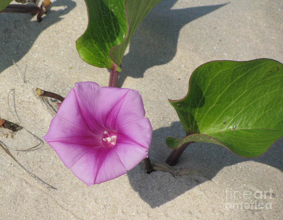Wildflower on the Beach Photograph by Jimmie Bartlett
