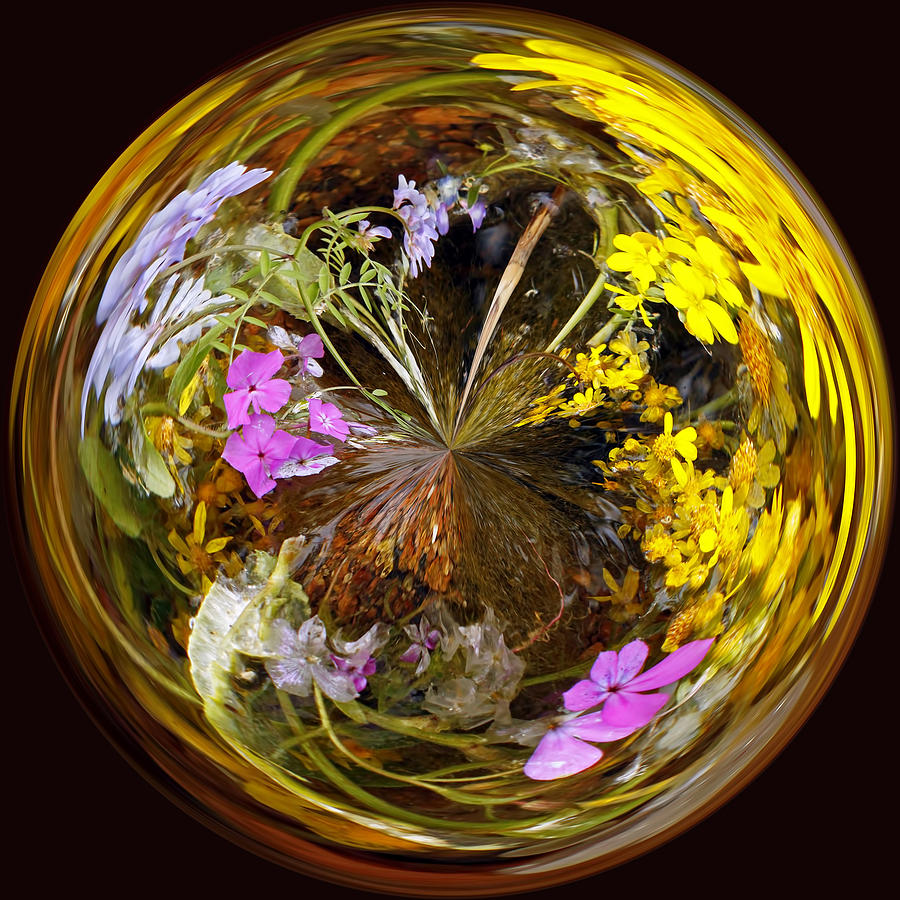 Wildflower Paperweight Photograph by Gary Holmes