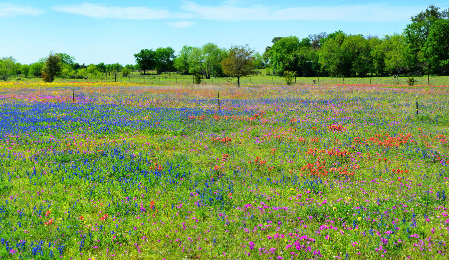 Wildflower Paradise Panorama Photograph by Lynn Bauer