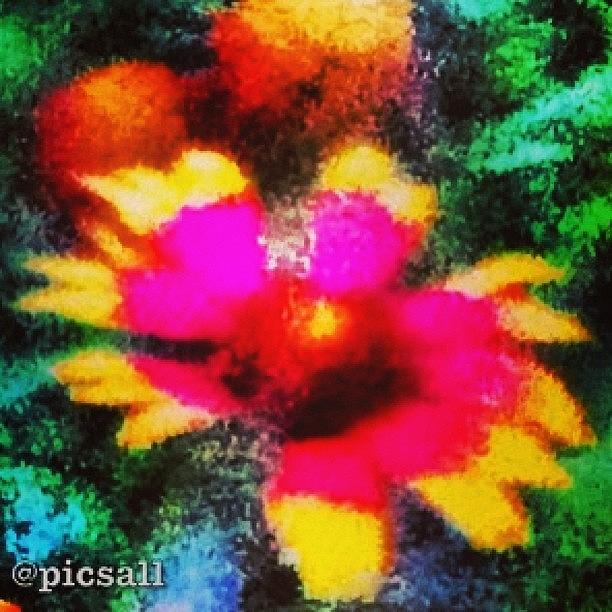 Wildflower Pixels Photograph by Star Rodriguez
