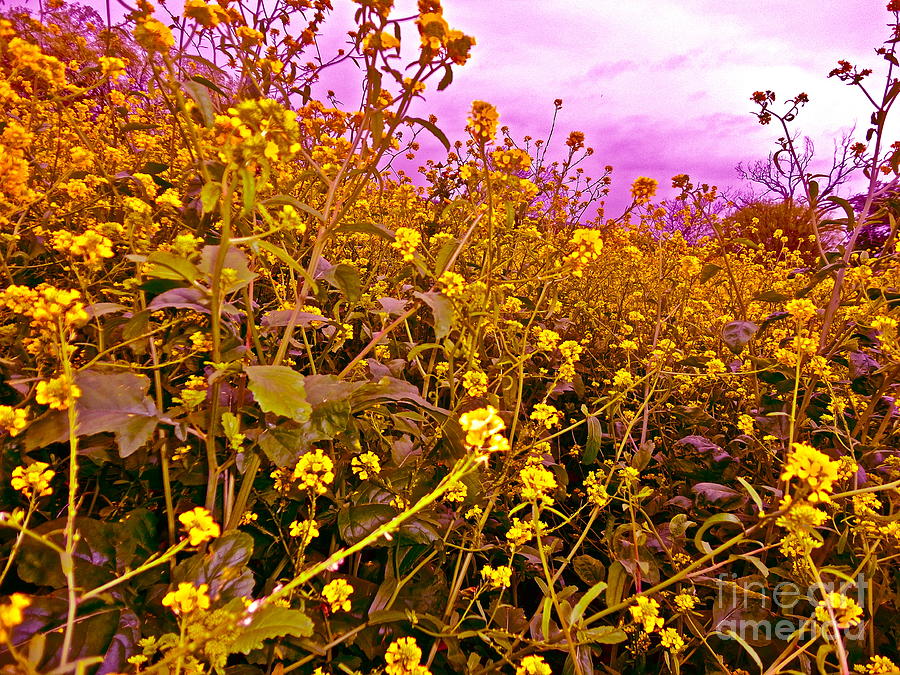 Spring Photograph - Wildflower Riot by Chuck Taylor