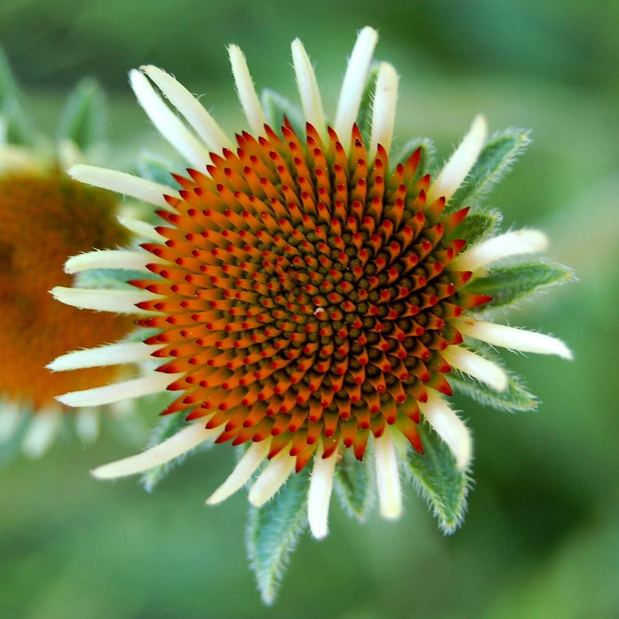 Wildflower Sunburst Photograph by Greni Graph