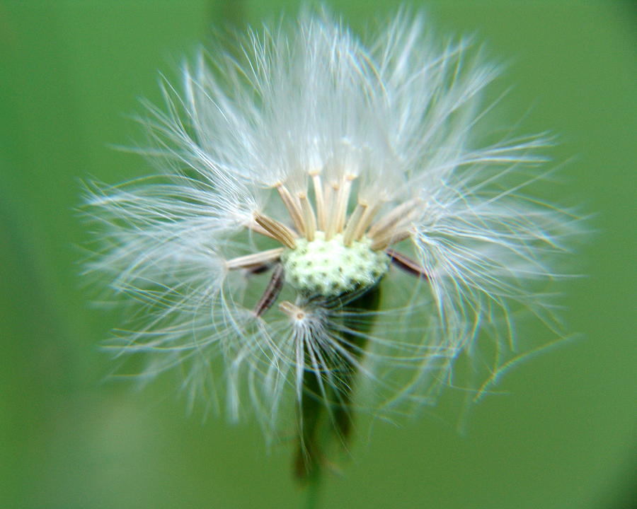 Wildflower Wishes Photograph by Jerilyn Chevalier - Fine Art America