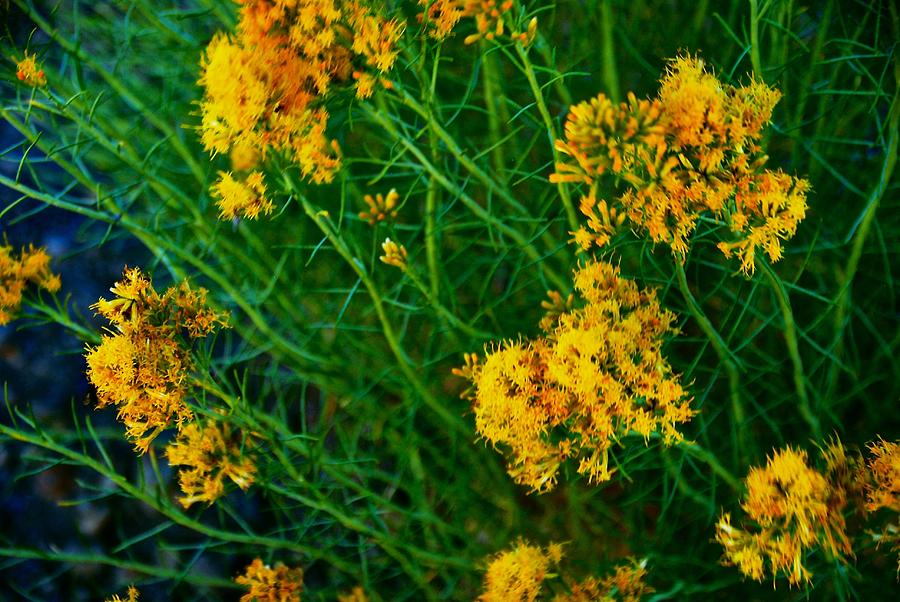 Flower Photograph - Wildflower Yellow by Eric Tressler