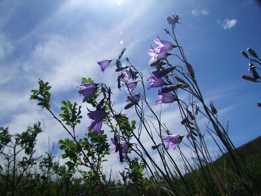Flower Photograph - Harebell And Summer Sky by Phil And Karen Rispin