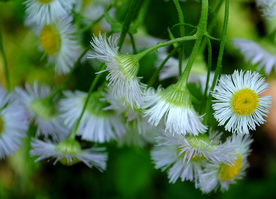 Wildflowers 2 Photograph by Leslie Ann Hammer | Fine Art America