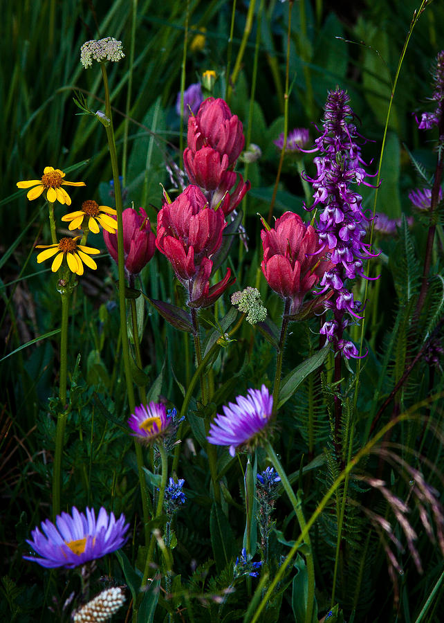 Wildflowers a Bloomin Photograph by Steven Reed
