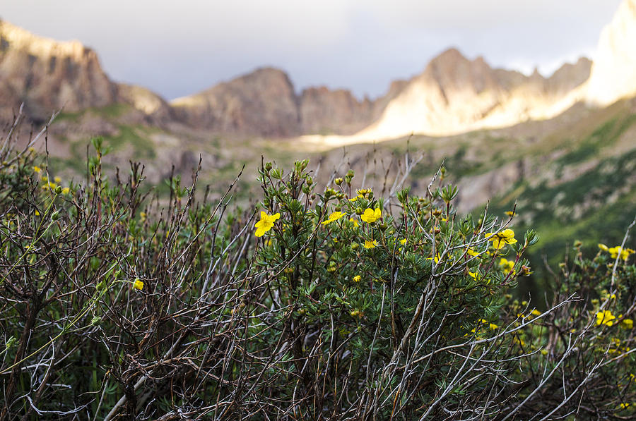 Wildflowers Photograph by Aaron Spong