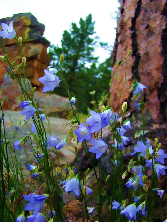 Wildflowers against the rocks Photograph by Cathy Anderson
