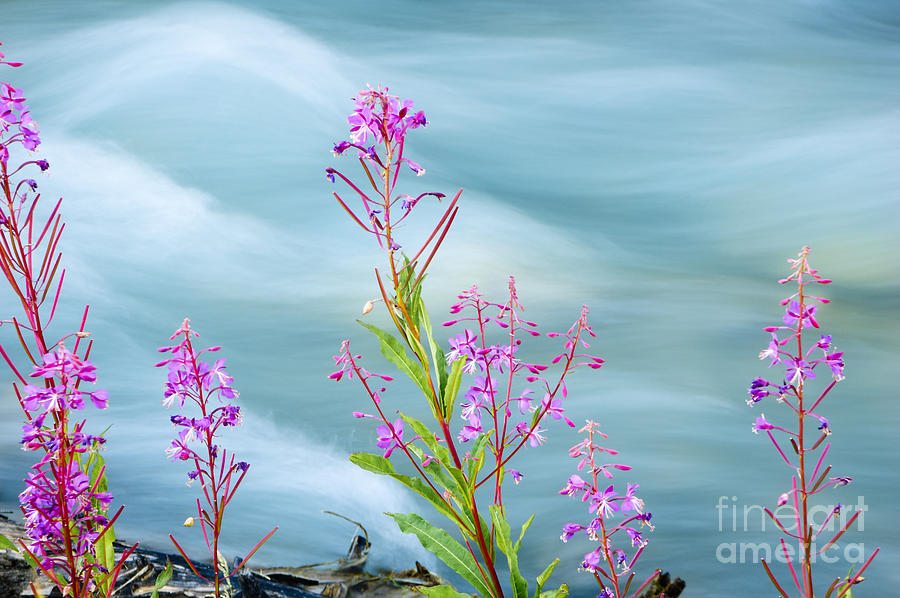 Alberta Photograph - Wildflowers along glacial stream by Oscar Gutierrez
