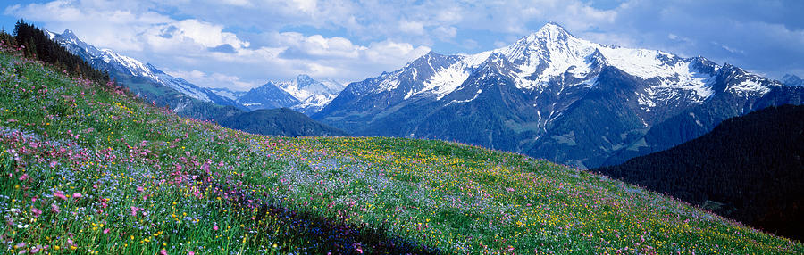 Mountain Photograph - Wildflowers Along Mountainside by Panoramic Images