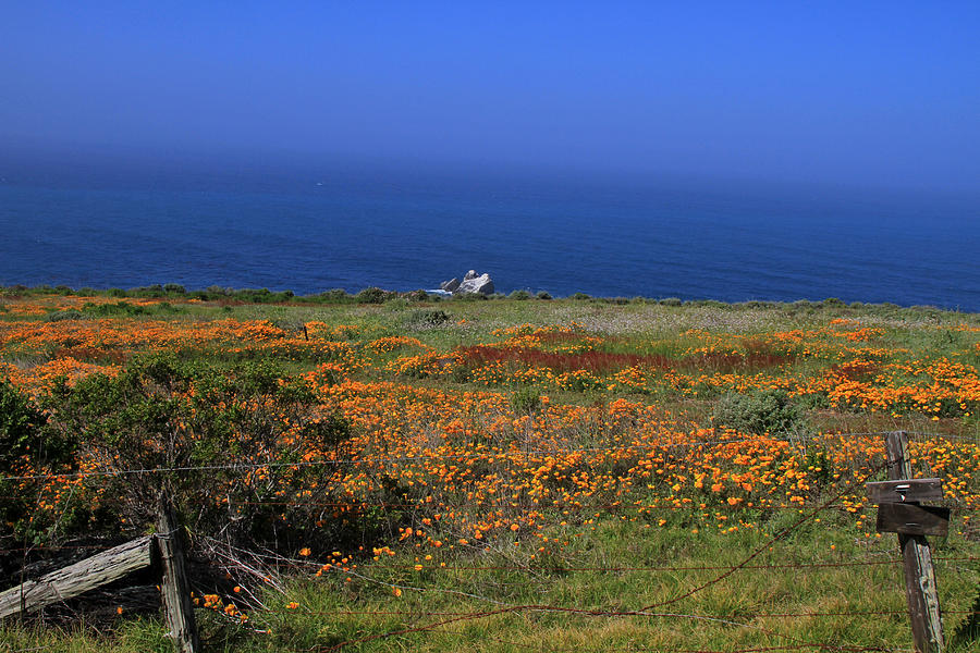 Flower Photograph - Wildflowers Along the Pacific Coast by Donna Kennedy