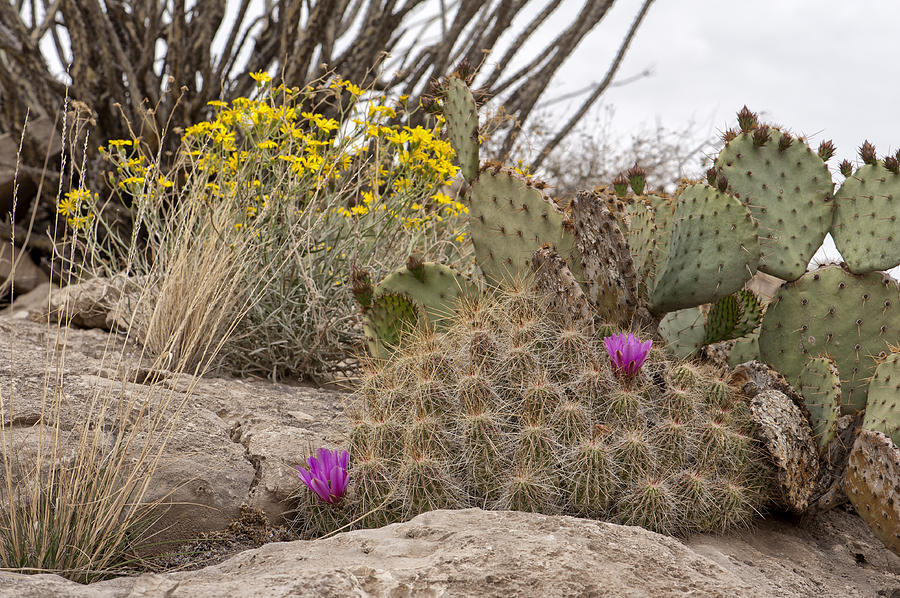 Wildflowers and Cacti Photograph by Melany Sarafis
