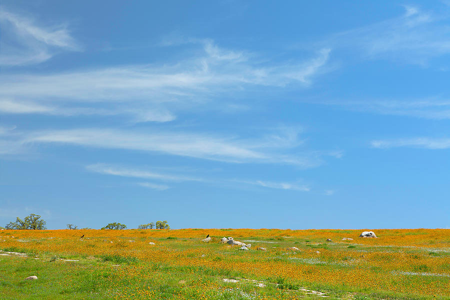 Wildflowers And Cirrus Clouds -2 Photograph